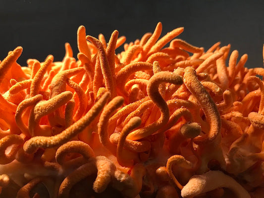 Cordyceps: El Hongo Milagroso para la Energía y Vitalidad