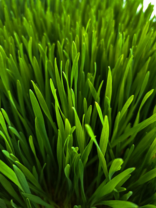 Wheatgrass: Desintoxica y Revitaliza tu Cuerpo 🌱✨
