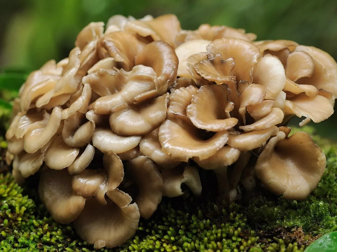 Hongo Maitake: Un Aliado Natural para la Diabetes y tu Salud Integral