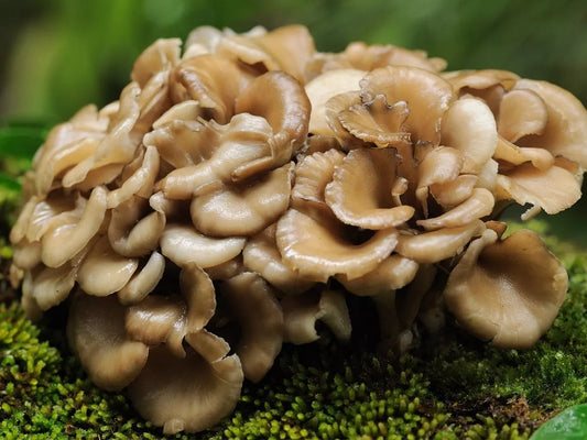 Hongo Maitake: Un Aliado Natural para la Diabetes y tu Salud Integral