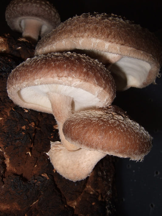 Shiitake: El Hongo de la Longevidad y Sus Beneficios para la Salud 🌱🍄