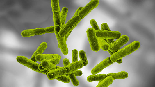 Bacillus Coagulans: Un Super Probiótico