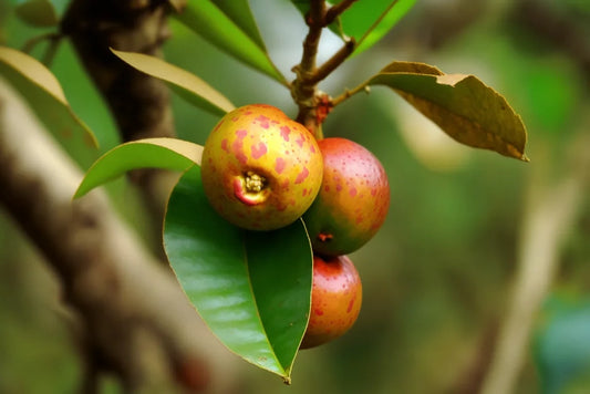 Camu Camu: ¡Fortalece Tu Sistema Inmunológico con este super alimento! 🌿💪