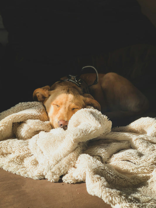 Vitamina B6: Tu Aliada para un Sueño Reparador 😴🌙