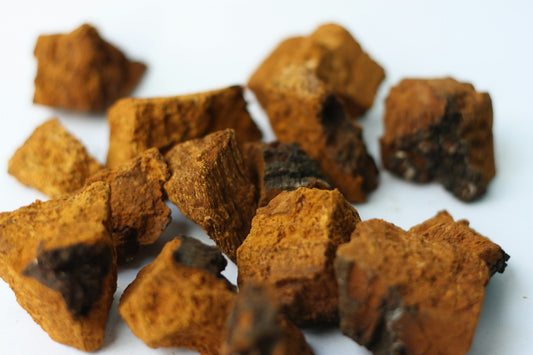 Hongo Chaga: El “Diamante del Bosque” que Fortalece tu Sistema Inmunológico