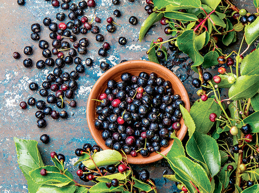 Maqui: El Super Antioxidante de los Andres 🌿💜